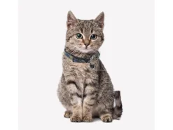 Dc Comics Batman Collare per cane S/M 30-45 cm For Fun Pets Cerdà