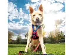 Dc Comics Superman Pettorina per cane S-M For Fun Pets Cerdà