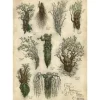 Il Signore Degli Anelli Art Print Ent's Of Fangorn Forest 59 X 30 Cm Weta Workshop